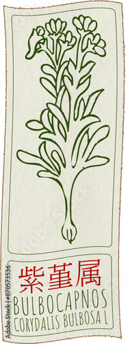Vector drawing BULBOCAPNOS in Chinese. Hand drawn illustration. The Latin name is CORYDALIS BULBOSA L.
