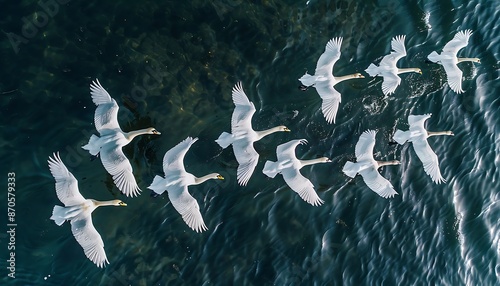 A flock of white birds flying over the water. The view from the top.