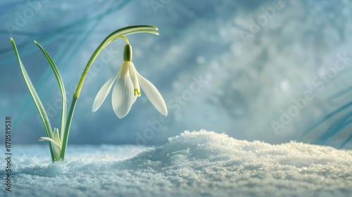 A delicate snowdrop emerging from the melting snow, its white petals symbolizing hope and renewa. photo