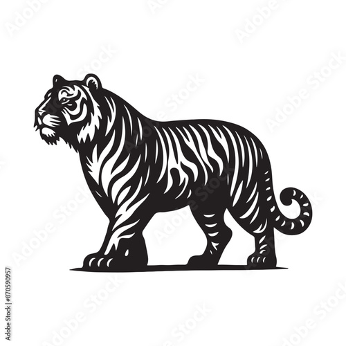 tiger illustration