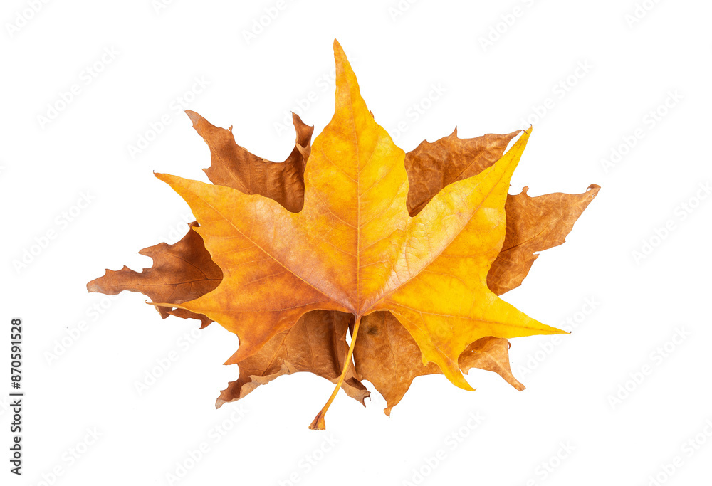 maple leaves isolated on transparent background maple leaves isolated on transparent background