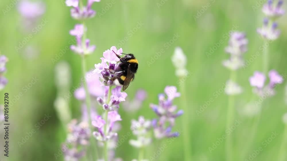 Striped bumblebee on a lavender flower, close-up. Pollination of flowers by insects. Lavender bloom season. Purple lavender flowers with selective focus. Lavender field Striped bumblebee on a lavender flower, close-up. Pollination of flowers by insects. Lavender bloom season. Purple lavender flowers with selective focus. Lavender field