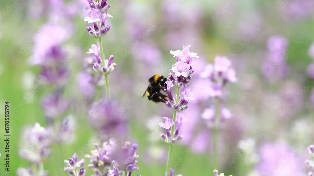 Striped bumblebee on a lavender flower, close-up. Pollination of flowers by insects. Lavender bloom season. Purple lavender flowers with selective focus. Lavender field Striped bumblebee on a lavender flower, close-up. Pollination of flowers by insects. Lavender bloom season. Purple lavender flowers with selective focus. Lavender field
