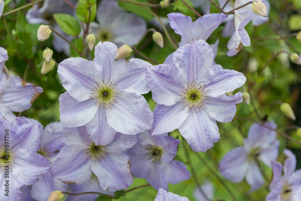 Close-up of beautiful purple clematis flowers in full bloom with green foliage in the background. Close-up of beautiful purple clematis flowers in full bloom with green foliage in the background.