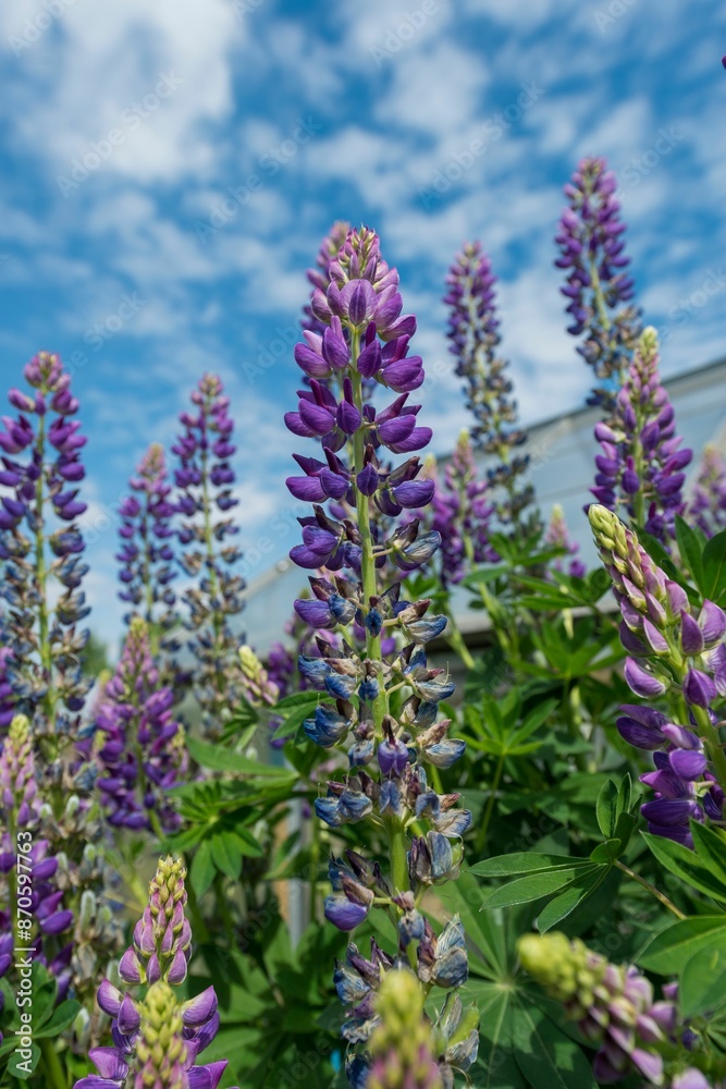 Close-up of vibrant purple lupine flowers against a blue sky with scattered clouds.