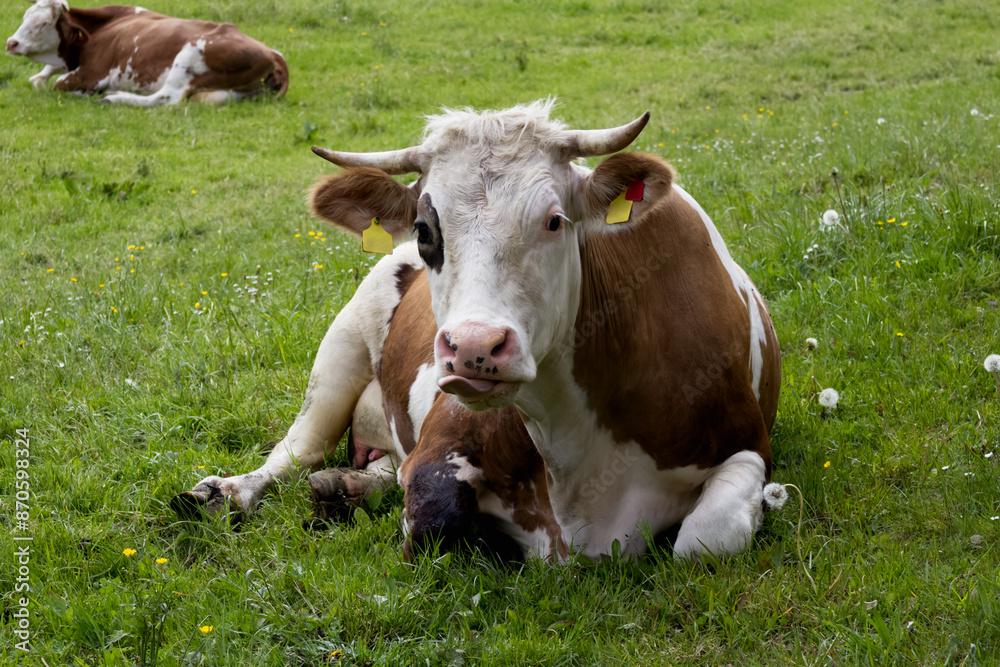 Cute cow resting on a green meadow close-up Cute cow resting on a green meadow close-up