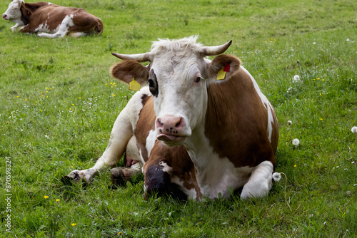 Cute cow resting on a green meadow close-up photo