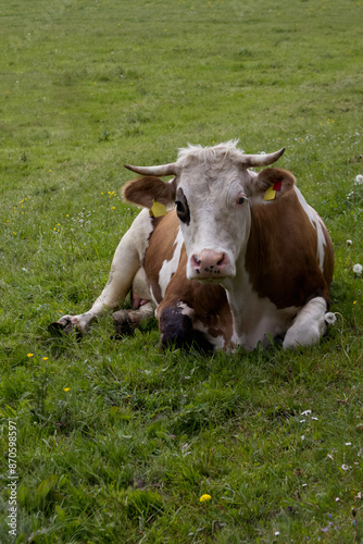 Wallpaper Mural Cute cow resting on a green meadow close-up Torontodigital.ca