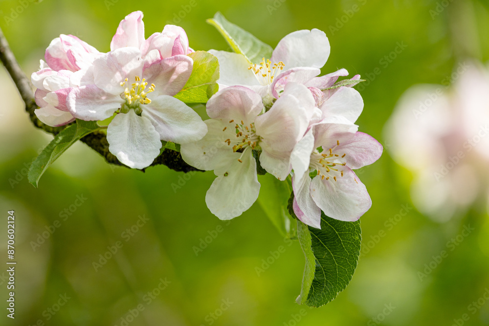 Wunderschöne Blüten trägt der alte Apfelbaum