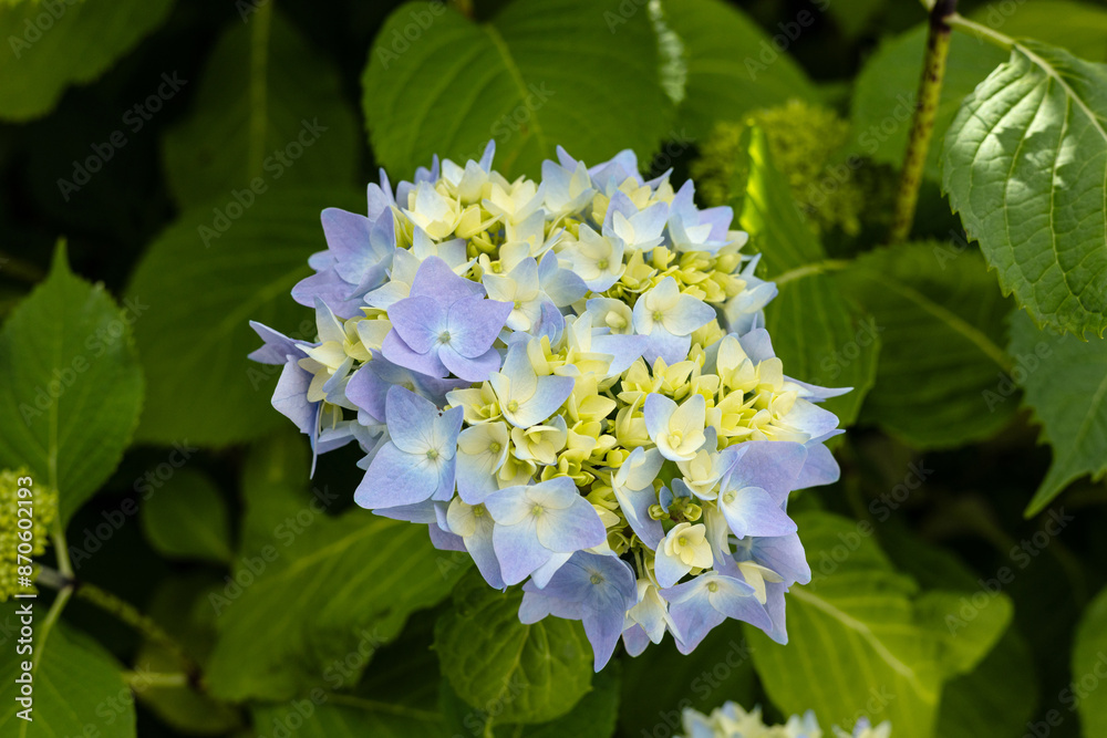 Beginnende Blüte bei der Hortensie