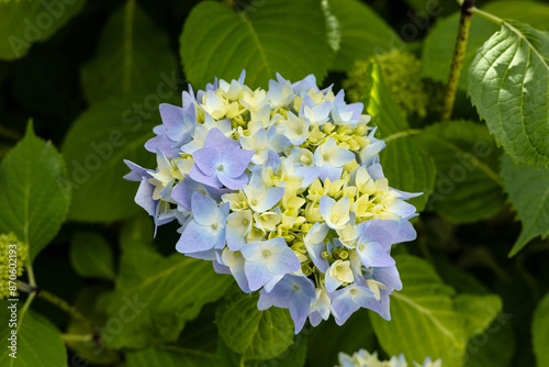 Obraz na płótnie Beginnende Blüte bei der Hortensie w salonie