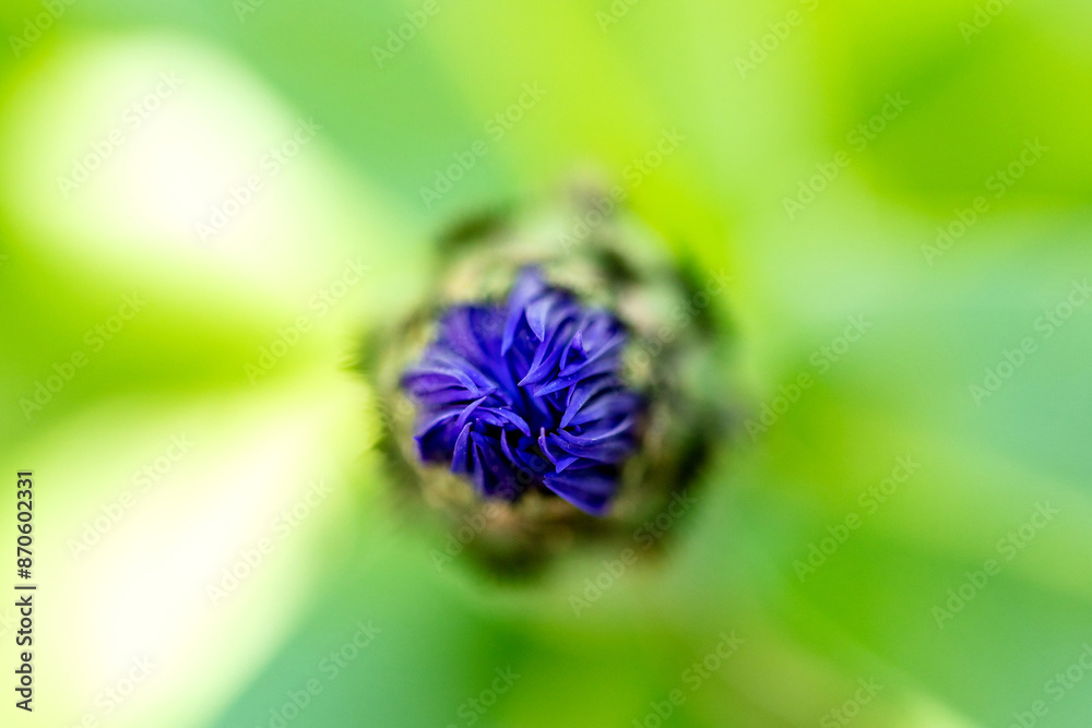 Makroaufnahme einer Knospe der Kornblume