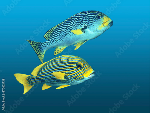 Sweetlips (Plectorhinchus lineatus) isolated against a blue gradient background. I took the underwaterphoto of these two strikingly striped fish during a dive at coral reef in Raja Ampat, Indonesia.