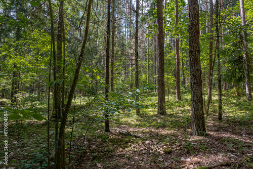 Wallpaper Mural View of Stanka Lake, one of the many beautiful  lakes in Lithuania, located in Dzukia region, Trakai District Municipality, Vilnius County, Lithuania  Torontodigital.ca