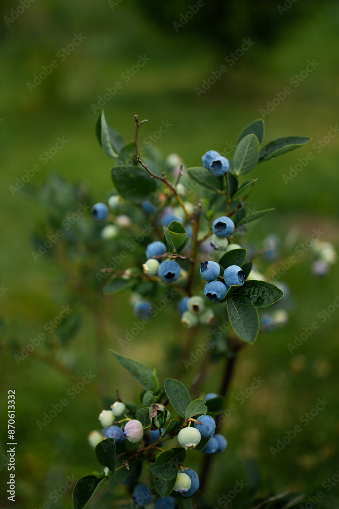 Blueberries ripen in summer garden, Vaccinium angustifolium organic blueberry produce. Northern blueberry or sweet hurts (Vaccinium boreale) cultivated at bio farm Blueberries ripen in summer garden, Vaccinium angustifolium organic blueberry produce. Northern blueberry or sweet hurts (Vaccinium boreale) cultivated at bio farm