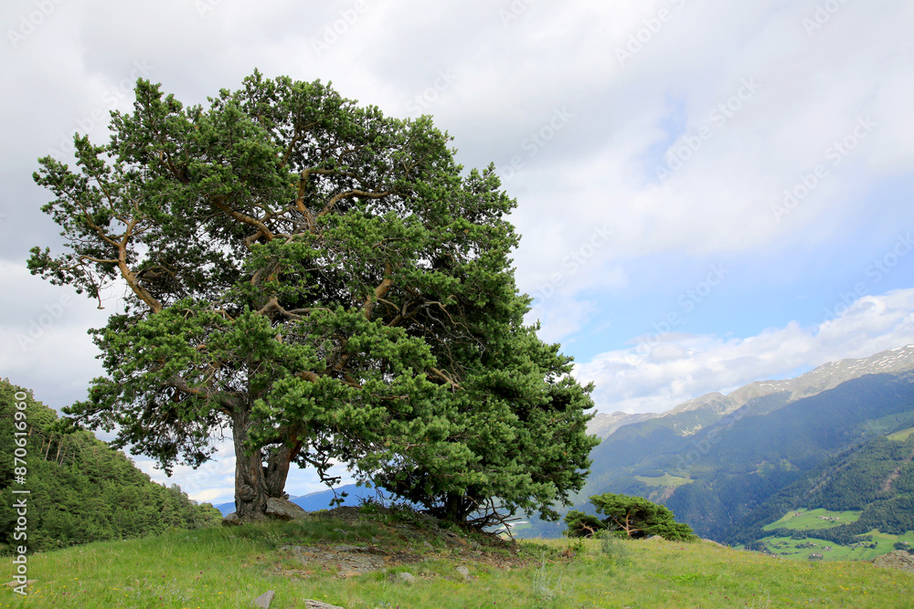 Bergkiefer auf Hügel in Landschaft, Südtirol, Italien, Europa Bergkiefer auf Hügel in Landschaft, Südtirol, Italien, Europa