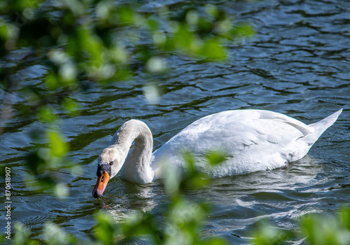 Schwan am See photo