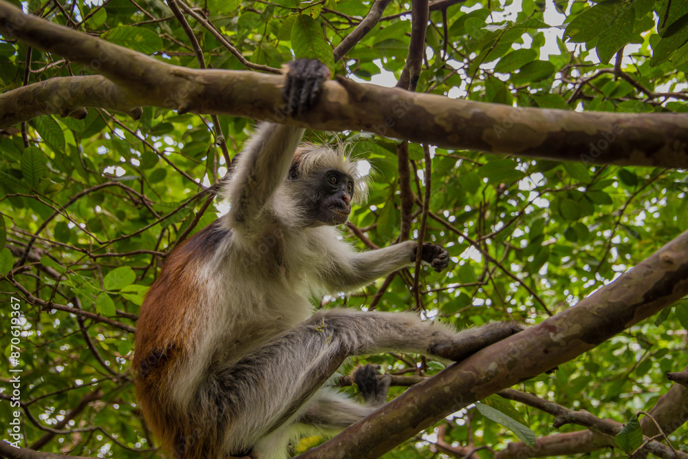 Naklejka premium Zanzibar red king colobus closeup