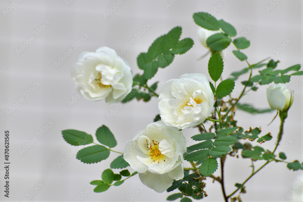 Beautiful sprig of blooming white rosehip Beautiful sprig of blooming white rosehip