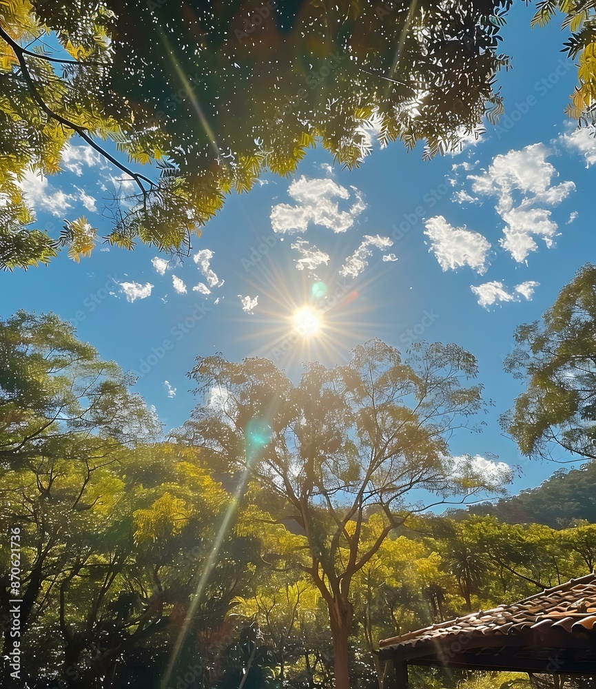 Obraz premium Sun Shining Through Trees on a Sunny Day