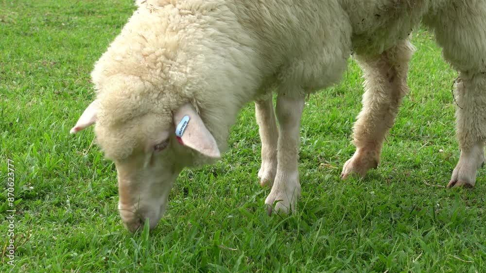 Farm animal Merino sheep walking, resting, eating grass freely in farmland Farm animal Merino sheep walking, resting, eating grass freely in farmland