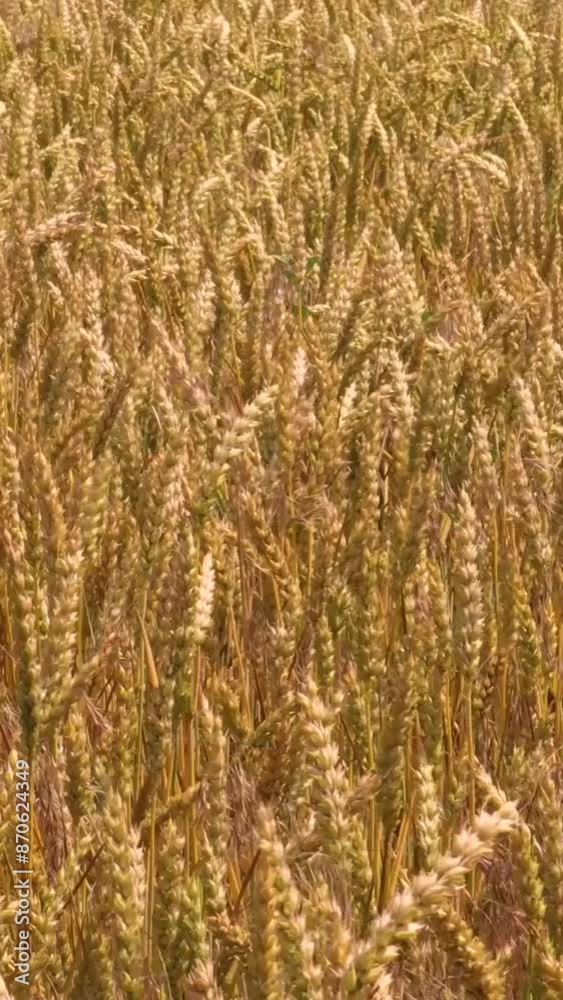 Field of sun kissed golden wheat standing tall in the summer breeze Field of sun kissed golden wheat standing tall in the summer breeze