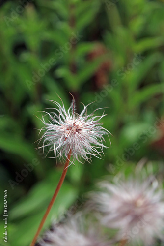 Closeup of a Pasque flower, North Yorkshire England 