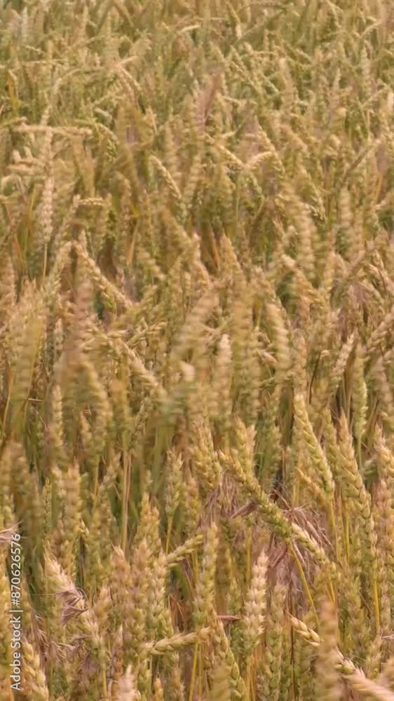 Golden wheat growing in a field, illuminated by the warm summer sun Golden wheat growing in a field, illuminated by the warm summer sun