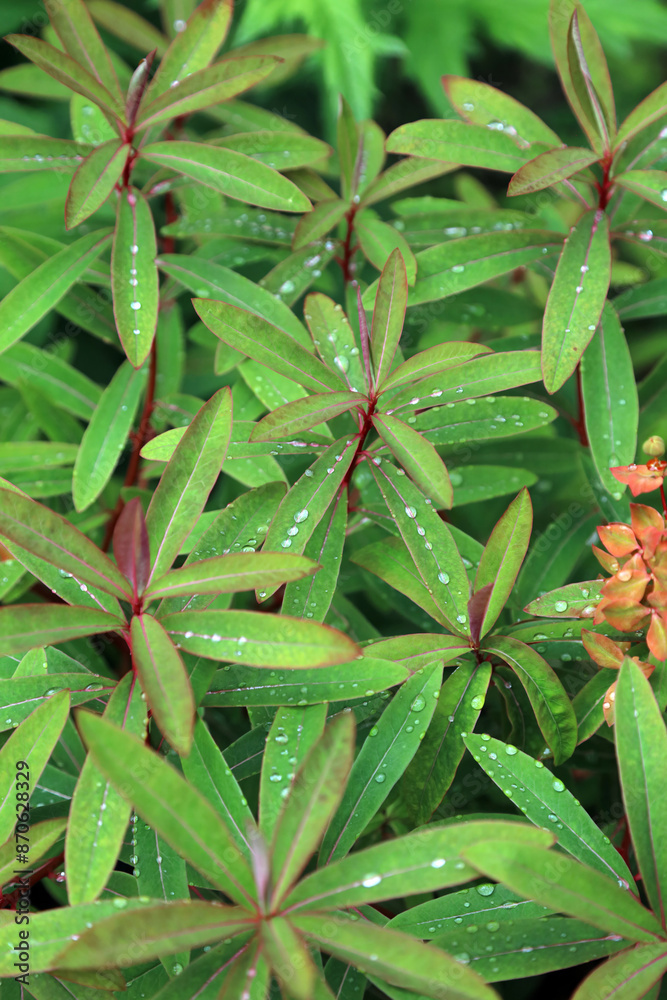 Obraz premium Macro image of Griffith's Spurge foliage covered in rain drops, North Yorkshire England 