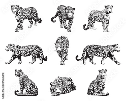 Set of silhouette leopard on white background