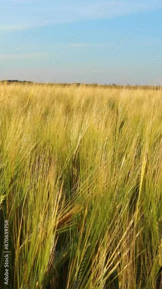 Beautiful golden barley field swaying in a gentle summer breeze, creating a mesmerizing display of nature's splendor Beautiful golden barley field swaying in a gentle summer breeze, creating a mesmerizing display of nature's splendor