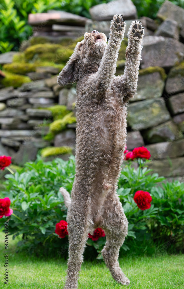 Lagotto Romagnolo macht Männchen Lagotto Romagnolo macht Männchen
