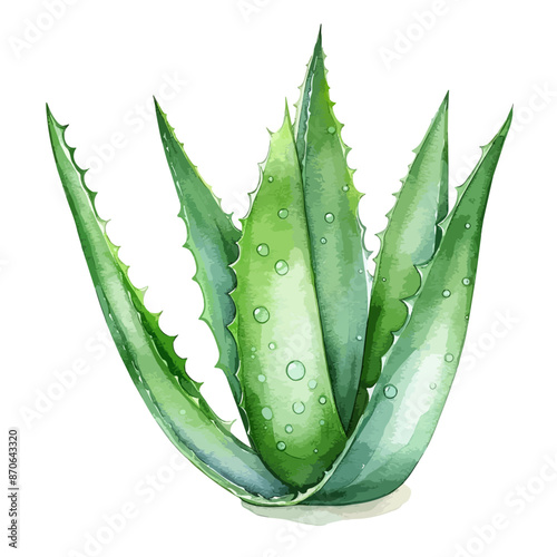 Watercolor illustration of Aloe vera plant isolated on a white background, vector aloe vera illustration in a watercolor style painting