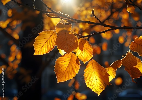 Autumn Leaves Sunlit Tree Branch