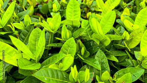 Wallpaper Mural green leaves in the garden Torontodigital.ca