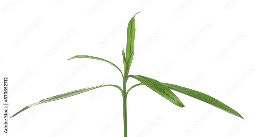 Fototapeta premium Oleander leaves, Nerium in spring isolated on white, clipping path