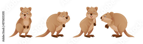 Funny Quokka as Short-tailed Scrub Wallaby with Rounded Ears in Different Pose Vector Set