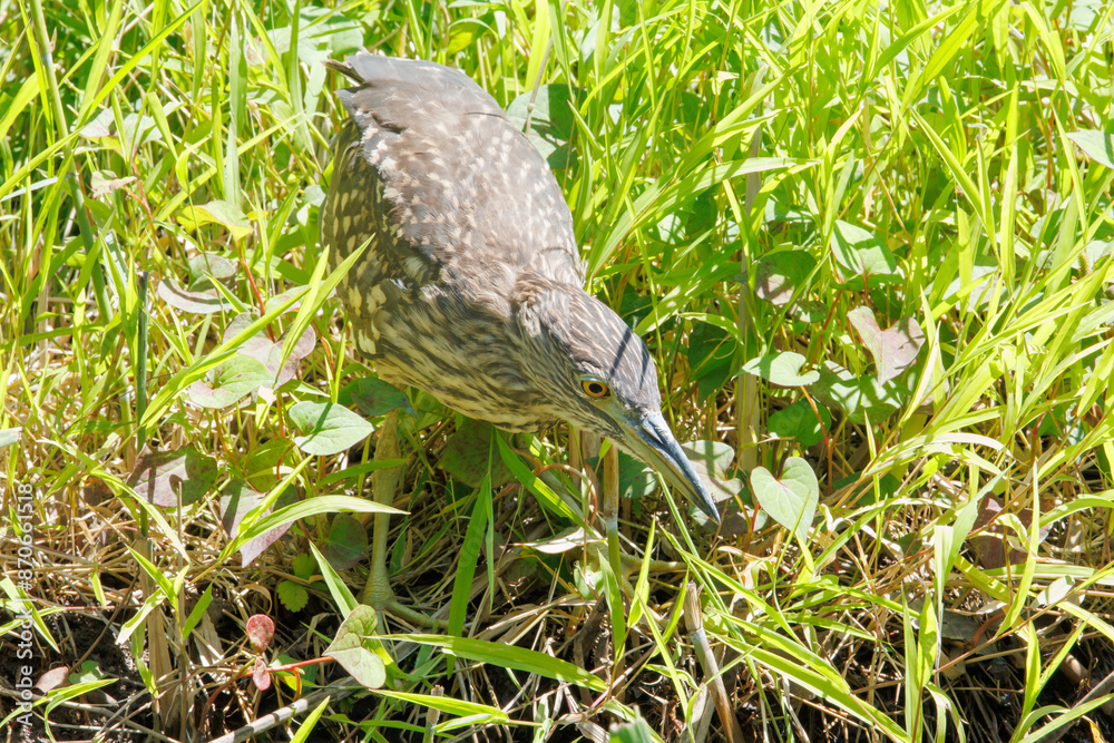 ゴサギの幼鳥 ゴサギの幼鳥