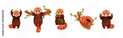 Adorable Red Panda as Small Fluffy Mammal with Dense Reddish-brown Fur and Ringed Tail in Different Pose Vector Set