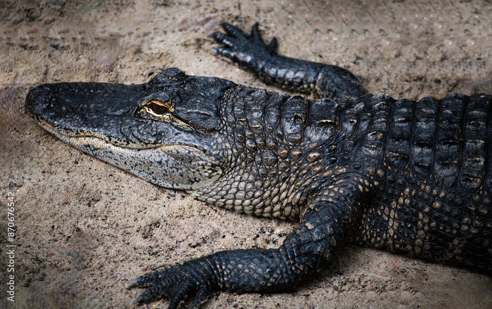 Alligator in the Wild Alligator in the Wild