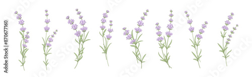 Set of lavender flowers elements. Collection of lavender flowers on a white background. Vector illustration bundle.