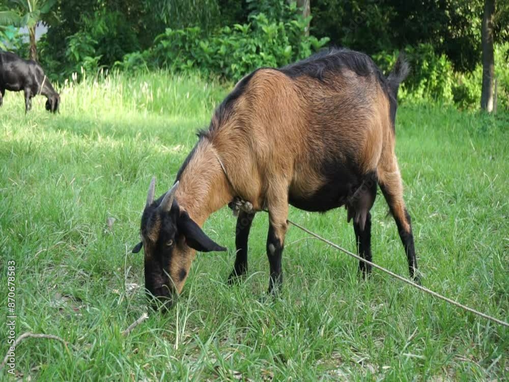 A goat in the meadow grazing and walking in the green grass, A goat eating green grass on a grassland, A sheep grazing on a farmland A goat in the meadow grazing and walking in the green grass, A goat eating green grass on a grassland, A sheep grazing on a farmland