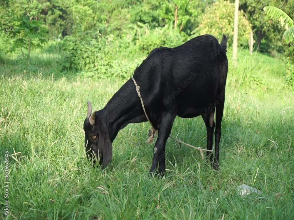 A goat in the meadow grazing and walking in the green grass, A goat eating green grass on a grassland, A sheep grazing on a farmland A goat in the meadow grazing and walking in the green grass, A goat eating green grass on a grassland, A sheep grazing on a farmland