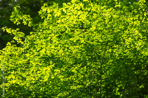 Green leaves on a tree in nature