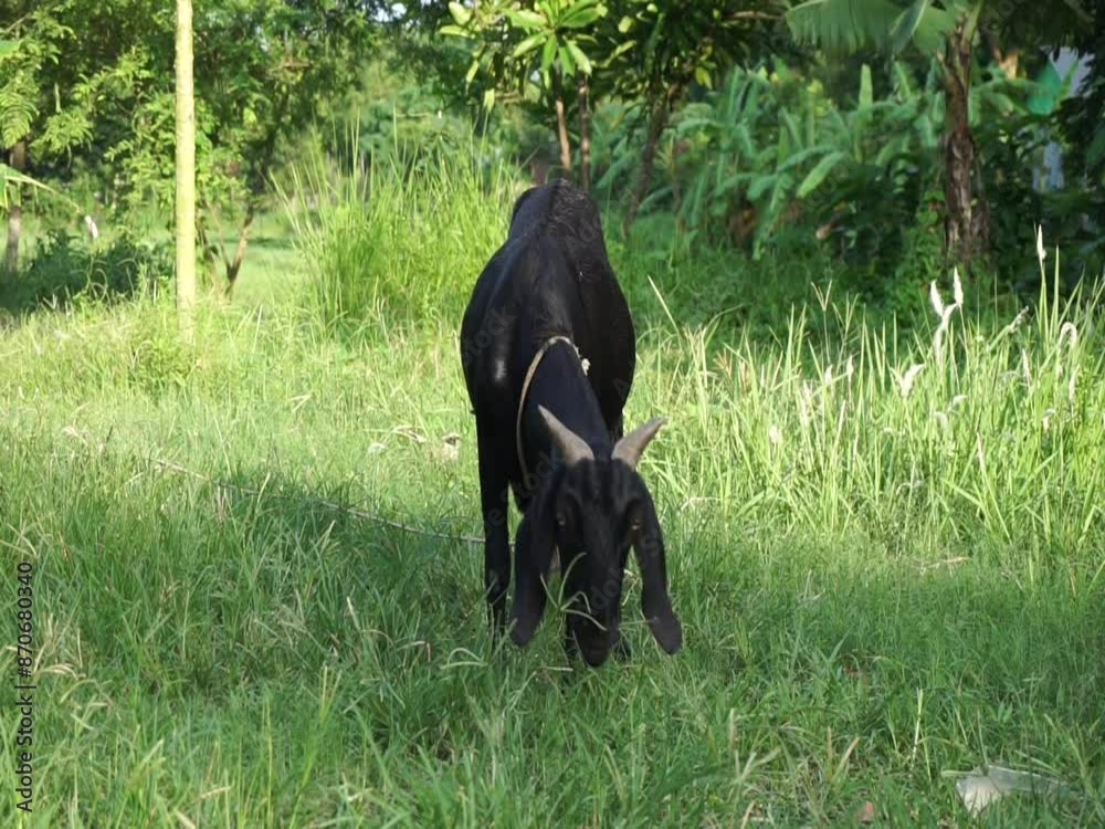 A goat in the meadow grazing and walking in the green grass, A goat eating green grass on a grassland, A sheep grazing on a farmland A goat in the meadow grazing and walking in the green grass, A goat eating green grass on a grassland, A sheep grazing on a farmland