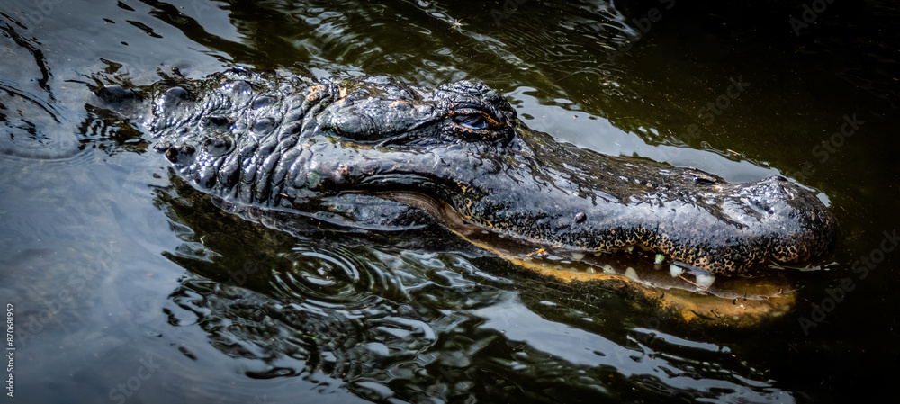 Alligator in the Wild Alligator in the Wild