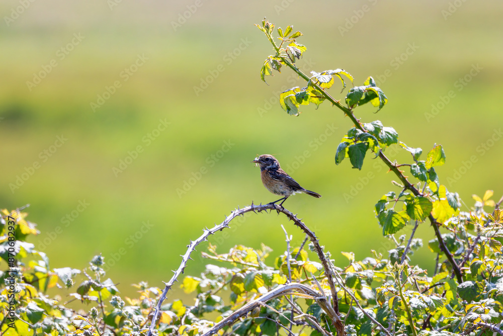 Obraz premium Female European Stonechat bird 