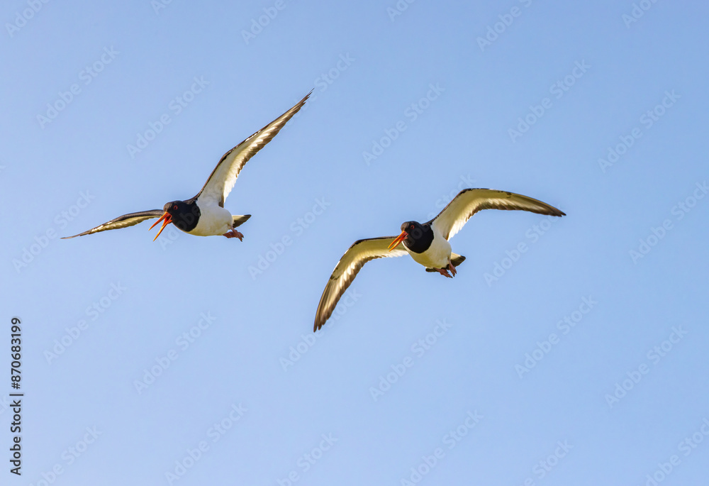 Obraz premium Oystercatcher 