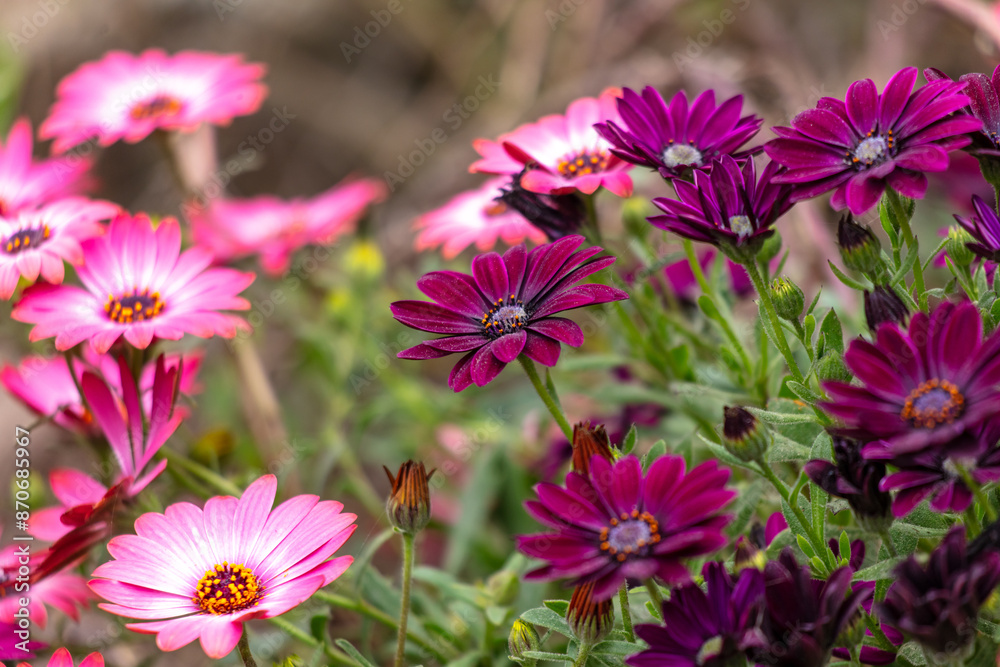 Osteospermum Aquilla. Beautiful flower in the park Osteospermum Aquilla. Beautiful flower in the park