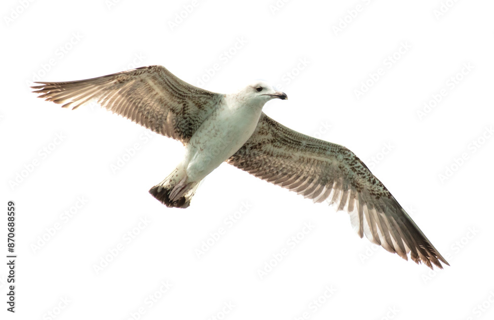 Seagull in flight isolated on a white background Seagull in flight isolated on a white background
